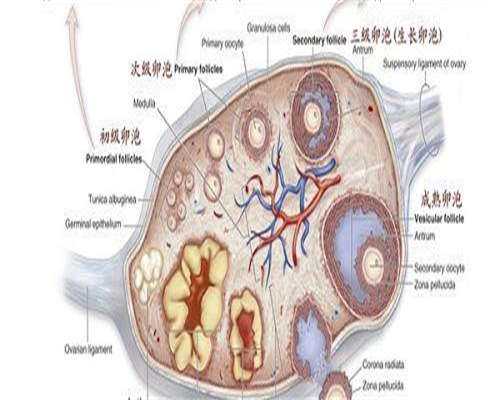 别再纠结！试管能不能知道男女？